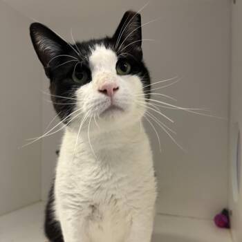 Primetime Chuck -  Domestic Short Hair Cat for Adoption in Philadelphia, Pennsylvania - Primetime Chuck | PetCurious
