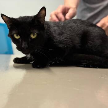 Selia -  Domestic Short Hair Cat for Adoption in Shelbyville, Indiana - Selia | PetCurious
