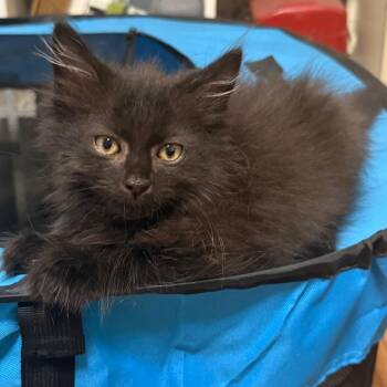 Buster -  Domestic Long Hair Cat for Adoption in Potomac, Maryland - Buster | PetCurious