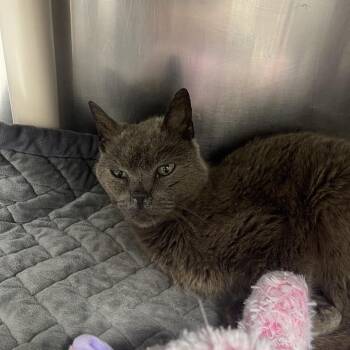 Vader -  Domestic Short Hair Cat for Adoption in Mentor, Ohio - Vader | PetCurious