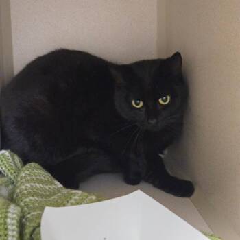 Domestic Short Hair Cats Available for Adoption in Durango, Colorado - Sedum--Barn Cat | PetCurious