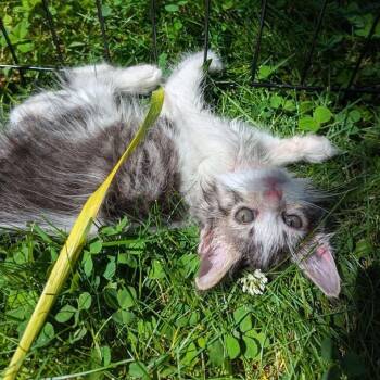 Skunk -  Domestic Long Hair Cat for Adoption in Johnstown, Pennsylvania - Skunk | PetCurious
