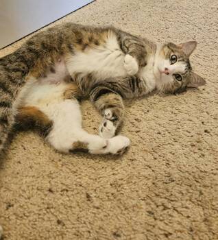 Extra Toes Cat Hemingway Polydactyl and Domestic Short Hair Cats Available for Adoption in Denver, Colorado - Precious | PetCurious