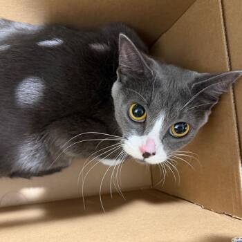 Jelly -  Domestic Short Hair Cat for Adoption in Tampa, Florida - Jelly | PetCurious