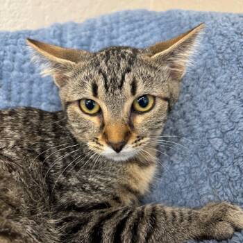 Rescue Domestic Short Hair Cats for Adoption in Medford, Oregon - Betty | PetCurious