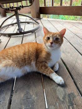 Cletus -  Domestic Short Hair Cat for Adoption in Bloomington, Indiana - Cletus | PetCurious