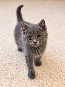 Sunny (adorably sweet girl) -  Domestic Medium Hair Cat for Adoption in Lemoyne, Pennsylvania - Sunny (adorably Sweet Girl) | PetCurious