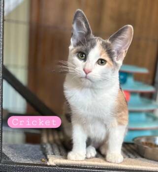 Cricket -  Calico Cat for Adoption in Wyandotte, Michigan - Cricket | PetCurious