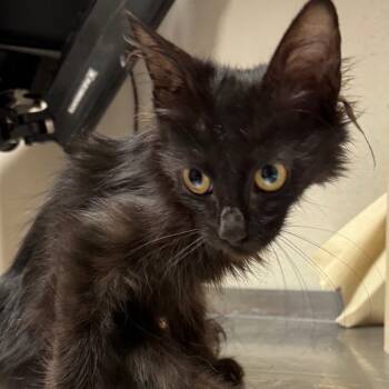 Rescue Domestic Short Hair Cats for Adoption in Yuma, Arizona - Tennessee | PetCurious