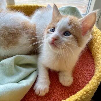 Domestic Short Hair Cats Available for Adoption - Tortellini | PetCurious