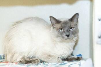 Gourd -  Domestic Short Hair Cat for Adoption in Longmont, Colorado - Gourd | PetCurious
