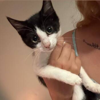 Strawberry Milkshake -  Tuxedo Cat for Adoption in Wanaque, New Jersey - Strawberry Milkshake | PetCurious