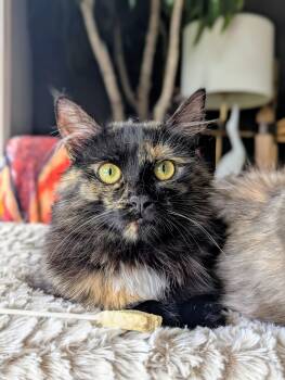 Sable (bonded with Serarphine) -  Domestic Long Hair Cat for Adoption in Tucker, Georgia - Sable (bonded With Serarphine) | PetCurious