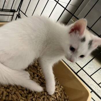Rescue Domestic Short Hair Cats for Adoption in Richmond Hill, Georgia - Ziva | PetCurious