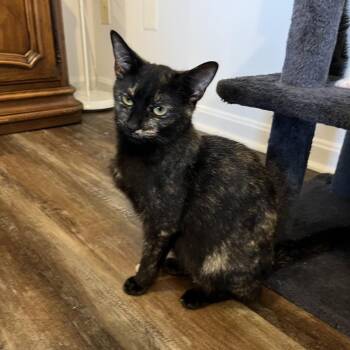 London System -  Domestic Short Hair Cat for Adoption in Fredericksburg, Virginia - London System | PetCurious