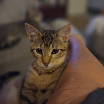 Weizzy -  Domestic Short Hair Cat for Adoption in Edwardsville, Illinois - Weizzy | PetCurious