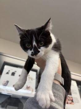 Domestic Short Hair Cats Available for Adoption - Miss Spots | PetCurious