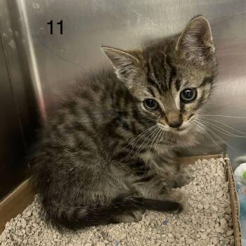 Regis -  Domestic Short Hair and Extra Toes Cat Hemingway Polydactyl Cat for Adoption in Spokane, Washington - Regis | PetCurious