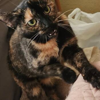 Rescue Domestic Short Hair Cats for Adoption in Carmel, Indiana - Cirella | PetCurious