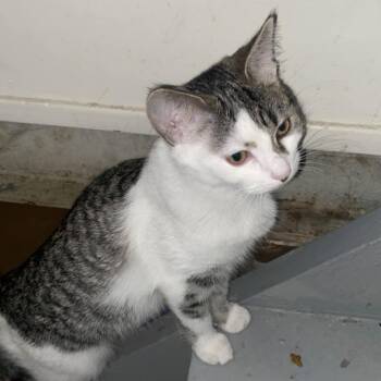 Rescue Domestic Short Hair Cats for Adoption in North Battleford, Saskatchewan - Inca | PetCurious