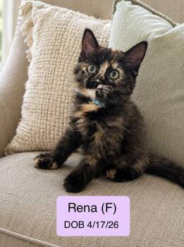 Rena -  Domestic Medium Hair and Tortoiseshell Cat for Adoption in Vacaville, California - Rena | PetCurious