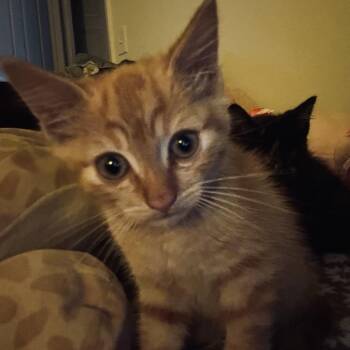 Giorgio Armani Beauty -  Domestic Short Hair Cat for Adoption in Westminster, California - Giorgio Armani Beauty | PetCurious