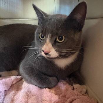 Grayson -  Domestic Short Hair Cat for Adoption in Goleta, California - Grayson | PetCurious
