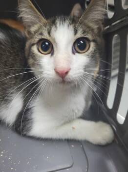 Pen 4 Stormi -  Domestic Short Hair Cat for Adoption in Lawrenceville, Georgia - Pen 4 Stormi | PetCurious
