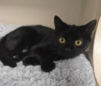Trombone -  Domestic Short Hair Cat for Adoption in East Brookfield, Massachusetts - Trombone | PetCurious