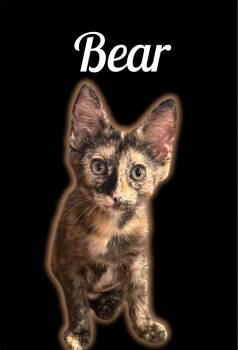 Bear -  Domestic Short Hair Cat for Adoption in Auburn, California - Bear | PetCurious