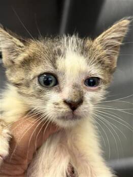 A659974 -  Domestic Short Hair Cat for Adoption in Houston, Texas - A659974 | PetCurious
