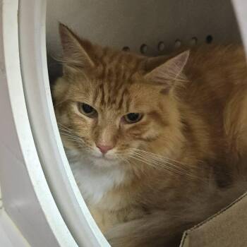 Sam -  Domestic Medium Hair Cat for Adoption in Orange, Virginia - Sam | PetCurious