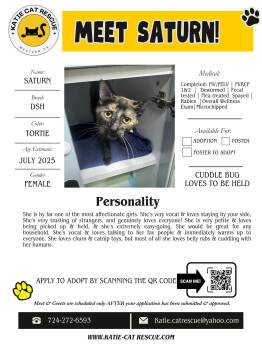 Domestic Short Hair Cats Available for Adoption in Evans City, Pennsylvania - Saturn | PetCurious
