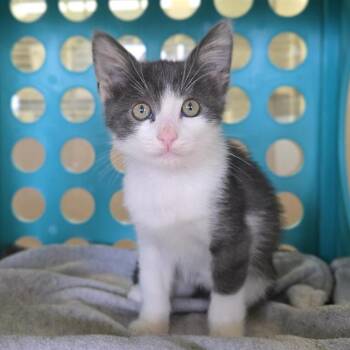 BOONE -  Domestic Short Hair Cat for Adoption in Auburn, California - BOONE | PetCurious