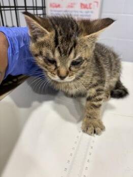 Calypso -  Domestic Short Hair Cat Available for Adoption in Cincinnati, Ohio - Calypso | PetCurious
