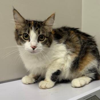 Janey *AVAILABLE IN FOSTER* -  Domestic Long Hair Cat for Adoption in Columbiana, Alabama - Janey *AVAILABLE IN FOSTER* | PetCurious