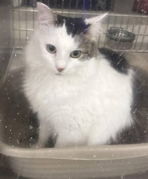Momo -  Tabby and Domestic Medium Hair Cat for Adoption in Fayetteville, Georgia - Momo | PetCurious