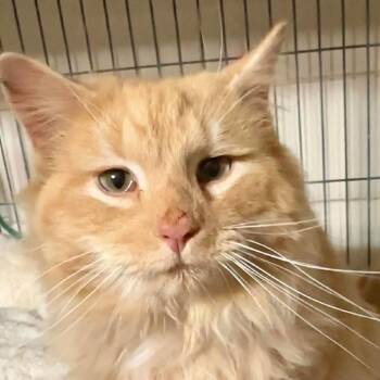 Domestic Long Hair Cats Available for Adoption - Colson Miller | PetCurious
