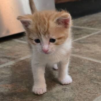 American Shorthair Cats Available for Adoption - Red | PetCurious