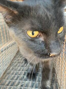 Barn Cat Pusheen -  Domestic Short Hair Cat for Adoption in Gillette, Wyoming - Barn Cat Pusheen | PetCurious