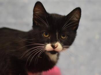 Puffin -  Domestic Short Hair Cat for Adoption in Portland, Oregon - Puffin | PetCurious