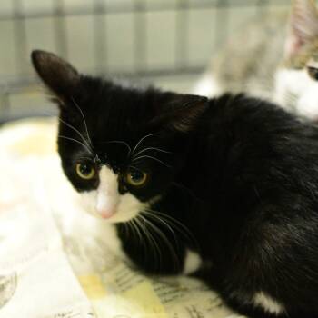 Minnie -  Domestic Short Hair Cat for Adoption in Idaho Falls, Idaho - Minnie | PetCurious