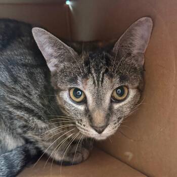 Domestic Short Hair Cats Available for Adoption in Saint Charles, Missouri - Sandy | PetCurious