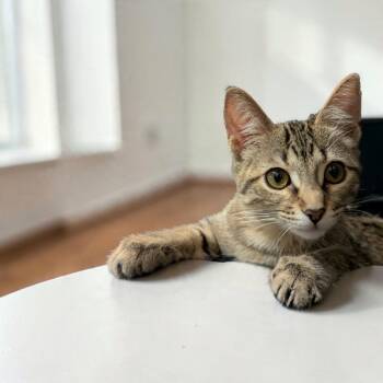 Hershey Kiss -  Domestic Short Hair Cat for Adoption in Fort Worth, Texas - Hershey Kiss | PetCurious
