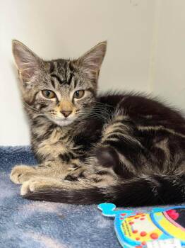 Safety -  Domestic Medium Hair Cat for Adoption in Othello, Washington - Safety | PetCurious