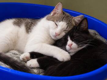 Smith and Braeburn -  Domestic Short Hair Cat for Adoption in New Britain, Connecticut - Smith And Braeburn | PetCurious