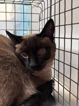 MINX -  Siamese Cat for Adoption in Las Vegas, Nevada - MINX | PetCurious