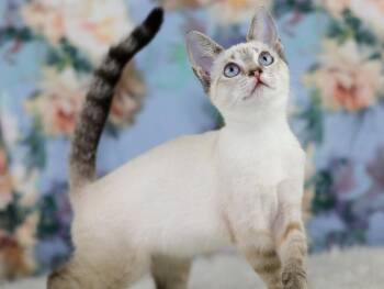 Cleo -  Siamese Cat for Adoption in Lewisburg, Tennessee - Cleo | PetCurious