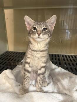 Rebel -  Domestic Short Hair and Tabby Cat for Adoption in Yardley, Pennsylvania - Rebel | PetCurious
