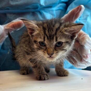 Palette -  Domestic Short Hair Cat for Adoption in Newark, New Jersey - Palette | PetCurious